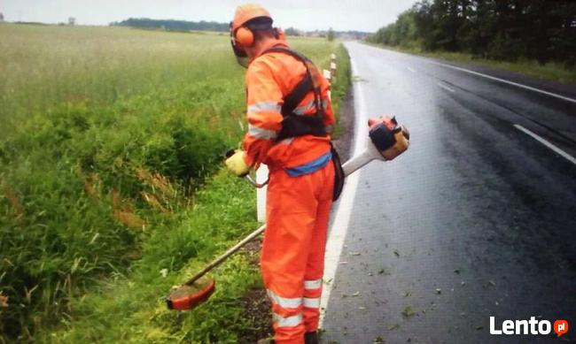 Wycinka Drzew Forest