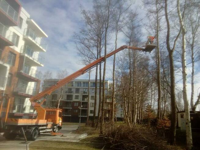 Wycinka Drzew Forest