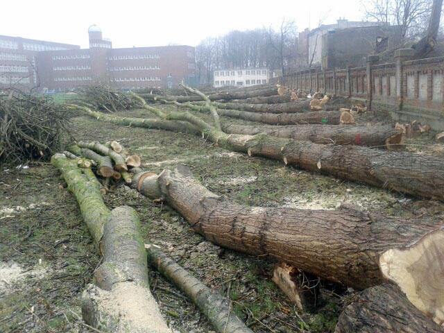 Wycinka Drzew Forest