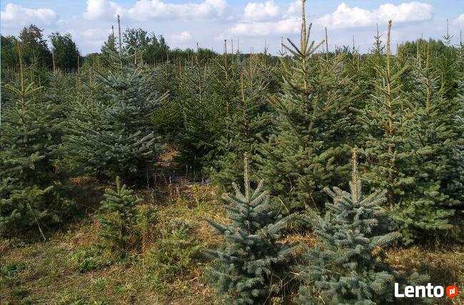 Świerk Pospolity Zwykły FORMOWANY Srebrny Kujący 1,5-4m HURT
