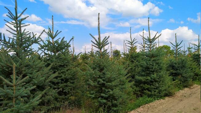 Świerk Pospolity Zwykły FORMOWANY Srebrny Kujący 1,5-4m HURT