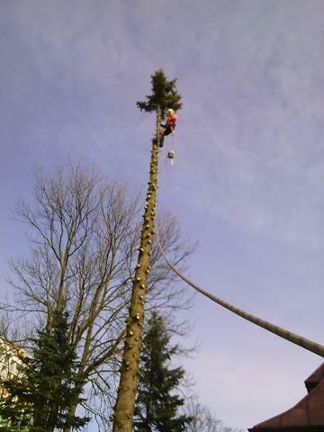 Wycinka Drzew Forest