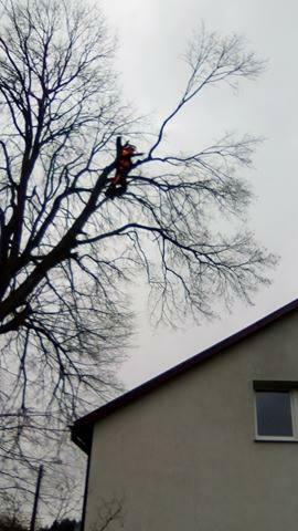 Wycinka Drzew Forest