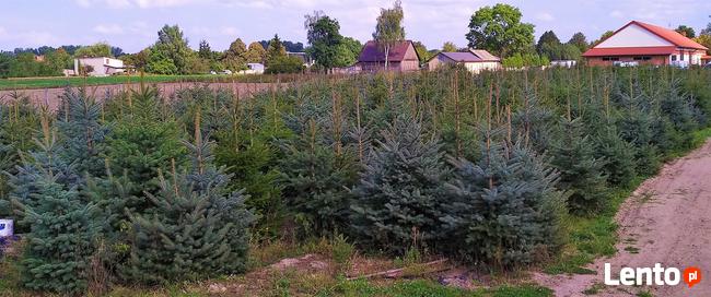 Świerk pospolity zwykły formowany ŚWIERKI CHOINKI HURT