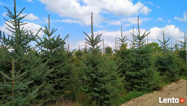 Świerk pospolity zwykły formowany ŚWIERKI CHOINKI HURT