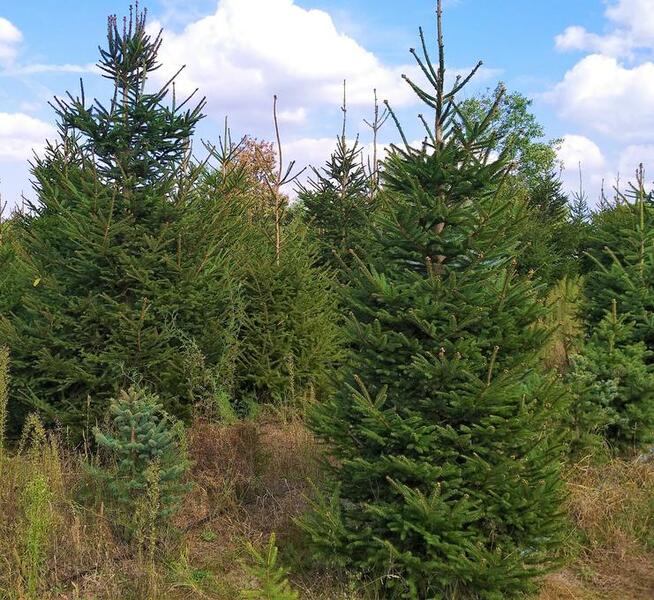 Świerk pospolity zwykły formowany ŚWIERKI CHOINKI HURT