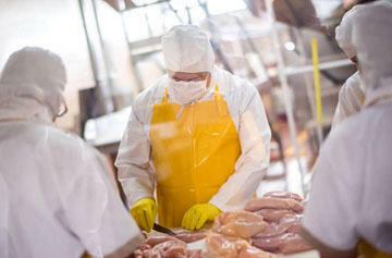 Segregowanie i pakowanie mięsa - Holandia