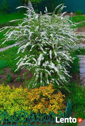 Tawuła szara Grefsheim produkt sprzedawany w pojemniku