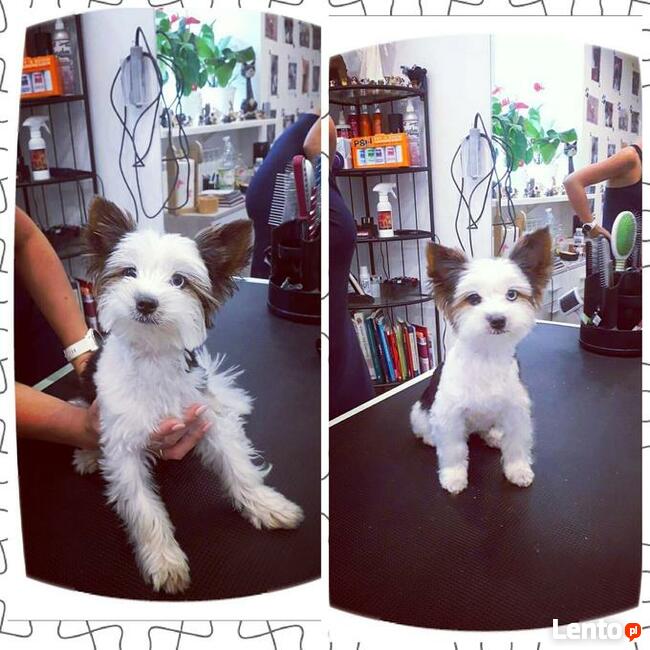 KURS GROOMINGU-STRZYŻENIE PSÓW ZAPRASZAMY SALON HAU-MIAŁ