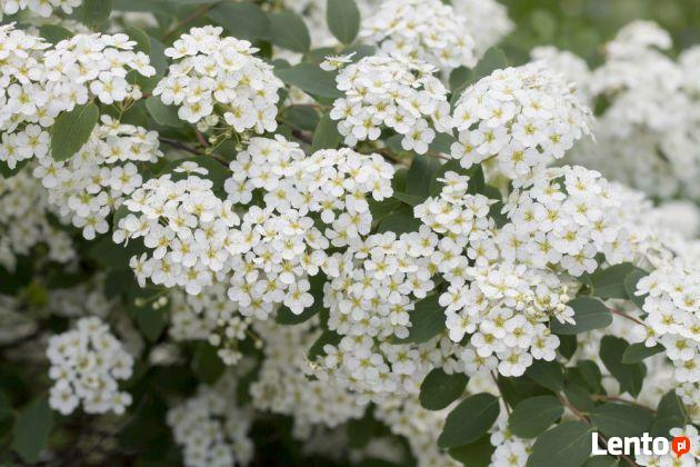 Tawuła szara Grefsheim produkt sprzedawany w pojemniku