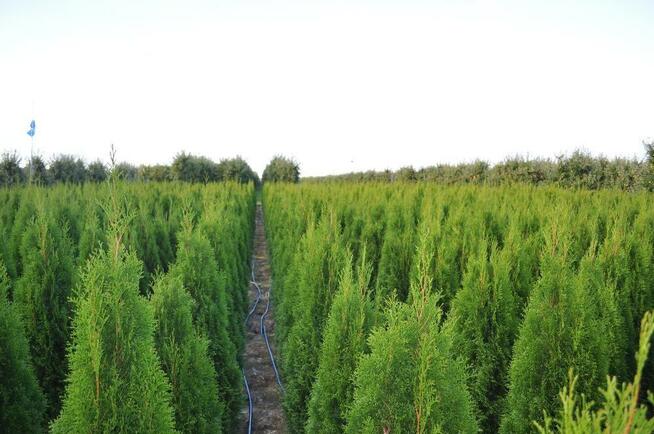 Tuja/Thuja szmaragd 140-160cm, Gwarancja Producenta