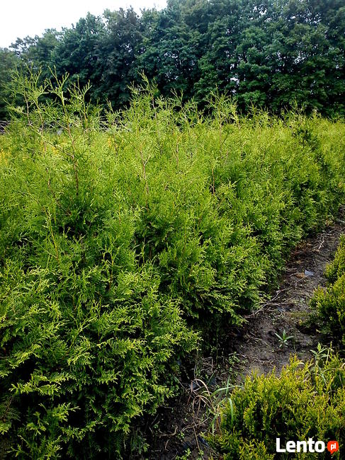 Tuja Brabant na żywopłot wys.do 200cm -Kraków