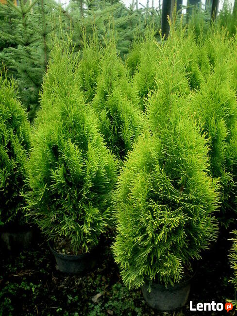 Tuja Szmaragd, Thuja Smaragd, tuje szmaragdowe w doniczkach