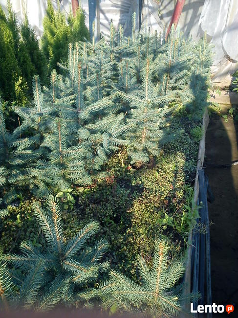 Świerk Srebrny kłujący w doniczkach