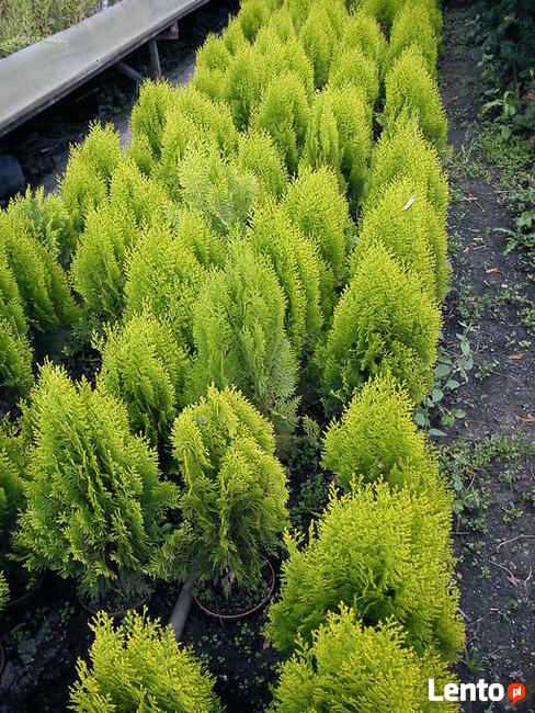 Tuja Aurea Nana -żółta tuja książkowa w doniczkach