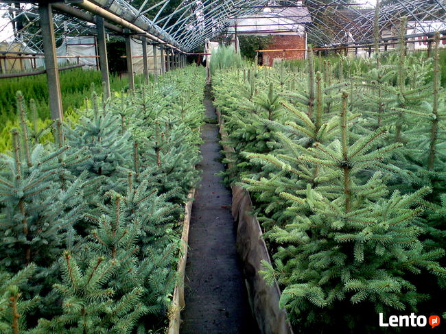 Świerk Srebrny kłujący w doniczkach