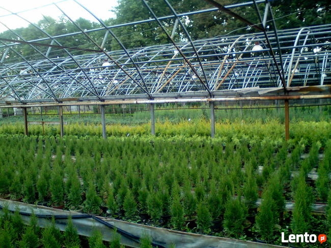 Tuja Szmaragd, Thuja Smaragd, tuje szmaragdowe w doniczkach