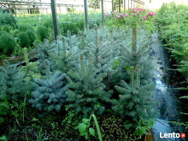 Świerk Srebrny kłujący w doniczkach