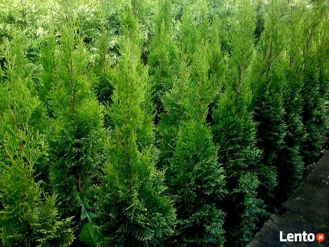 Tuja Szmaragd, Thuja Smaragd, tuje szmaragdowe w doniczkach