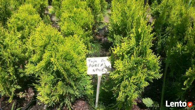 Tuja Aurea Nana -żółta tuja książkowa w doniczkach