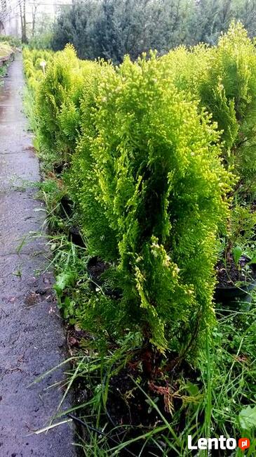 Tuja Aurea Nana -żółta tuja książkowa w doniczkach