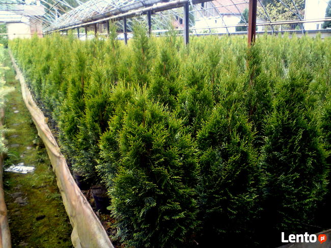 Tuja Szmaragd, Thuja Smaragd, tuje szmaragdowe w doniczkach