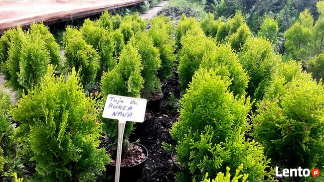 Tuja Aurea Nana -żółta tuja książkowa w doniczkach