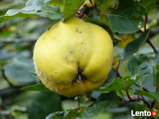 Pigwa jabłkowa w pojemniku