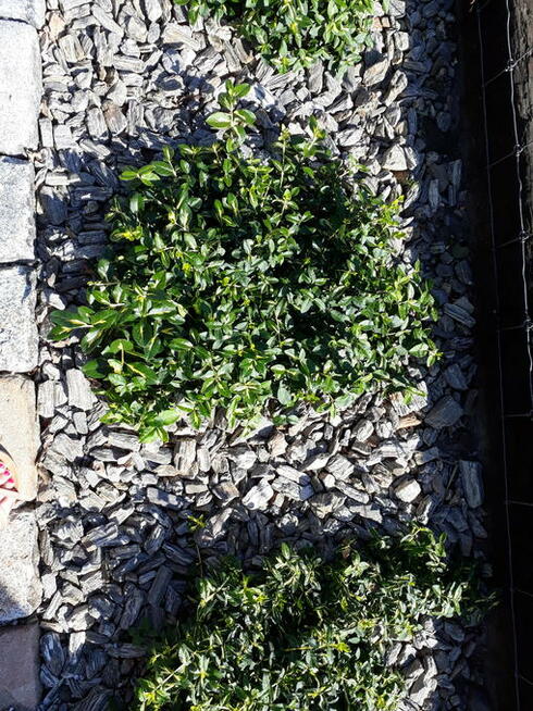 Kora Kamienna Gnejsowa Kamień Kamienie otoczak Nie sosnowa,