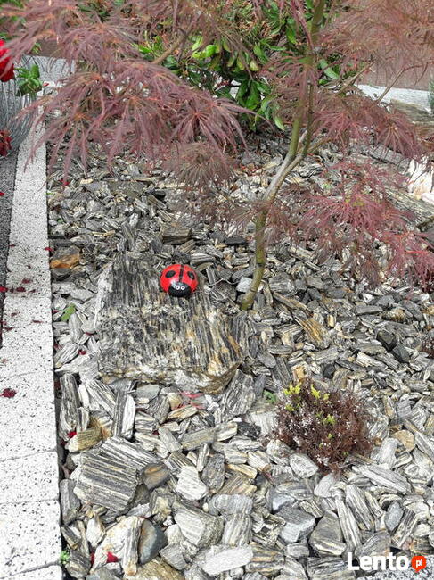 Kora Kamienna Gnejsowa Kamień Kamienie otoczak Nie sosnowa,