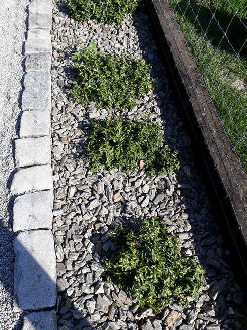 Kora Kamienna Gnejsowa Kamień Kamienie otoczak Nie sosnowa,