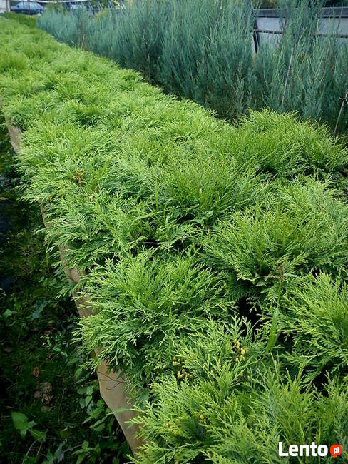 Tuje kuliste - Danica, Globosa, Mirjam, Golden Globe