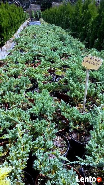 Jałowce płożące, dywanowe, horizontalis w doniczkach Carpet