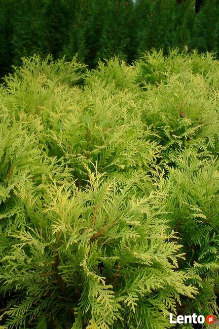 Tuje kuliste - Danica, Globosa, Mirjam, Golden Globe