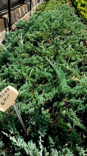 Jałowce płożące, dywanowe, horizontalis w doniczkach Carpet