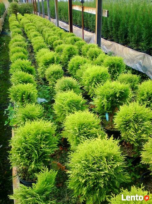 Tuje kuliste - Danica, Globosa, Mirjam, Golden Globe