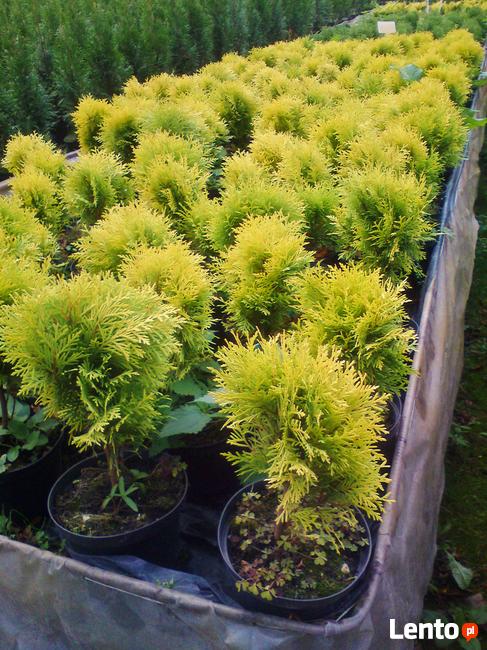 Tuje kuliste - Danica, Globosa, Mirjam, Golden Globe