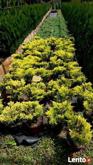 Jałowce płożące, dywanowe, horizontalis w doniczkach Carpet