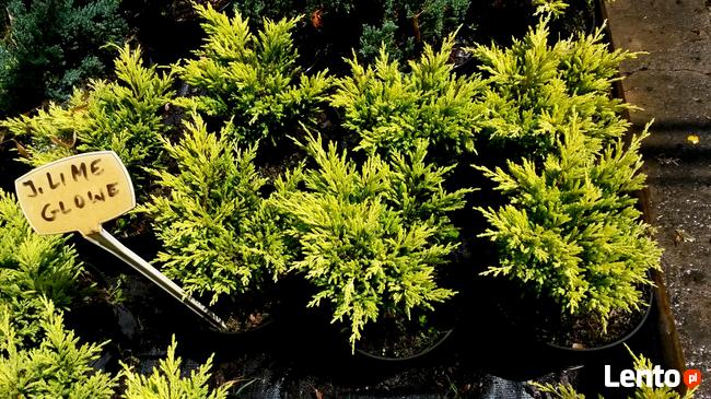 Jałowce płożące, dywanowe, horizontalis w doniczkach Carpet