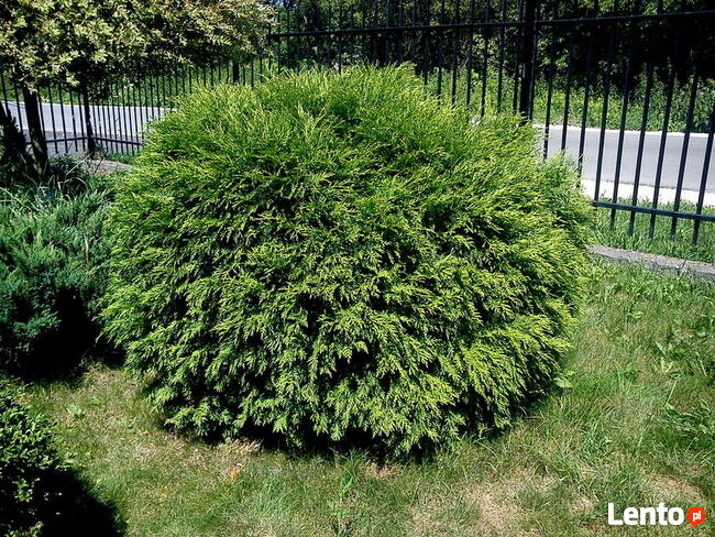 Tuje kuliste - Danica, Globosa, Mirjam, Golden Globe