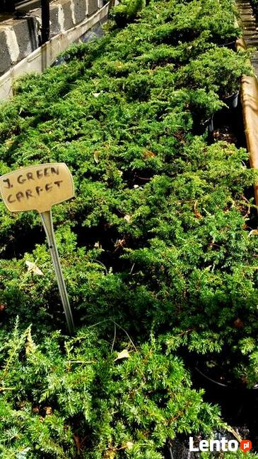 Jałowce płożące, dywanowe, horizontalis w doniczkach Carpet