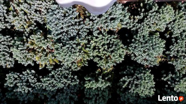 Jałowce płożące, dywanowe, horizontalis w doniczkach Carpet