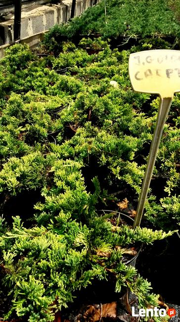 Jałowce płożące, dywanowe, horizontalis w doniczkach Carpet