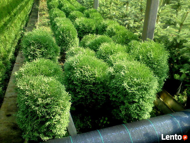 Tuje kuliste - Danica, Globosa, Mirjam, Golden Globe