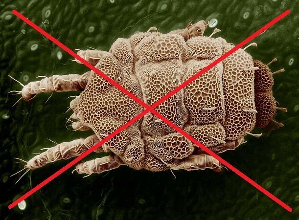 Ozonowanie Rzeszów, eliminacja alergenów, odgrzybianie