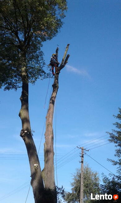 wycinka alpinistyczna