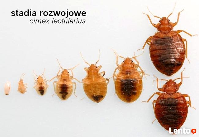 Dezynsekcja pluskwy Warszawa Bielany