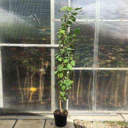 Morwa czarna - produkt sprzedawany w pojemniku