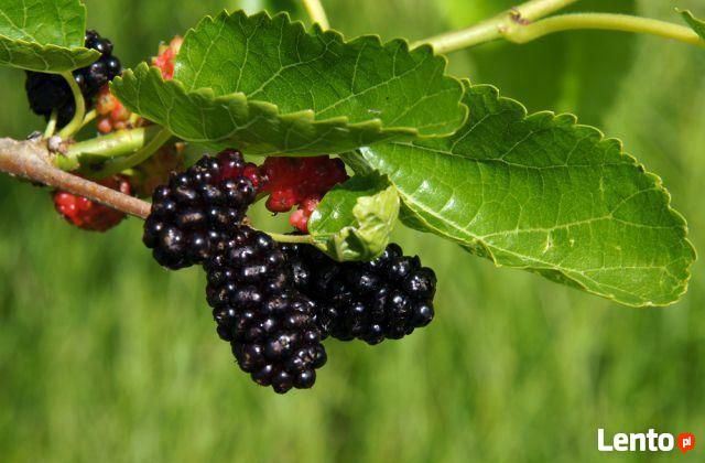 Morwa czarna - produkt sprzedawany w pojemniku