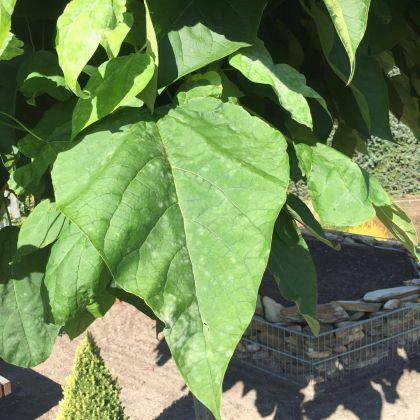 Catalpa kulista Nana